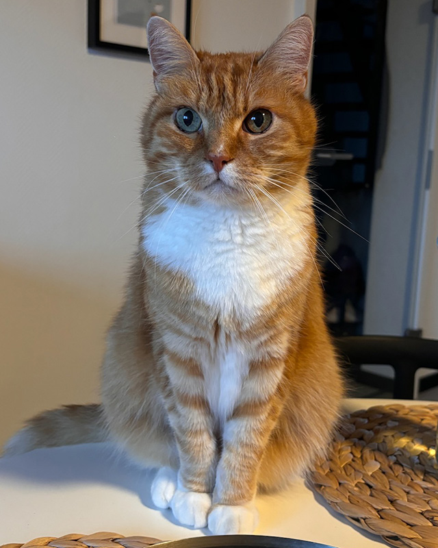 Guybrush von Nilsa Travels